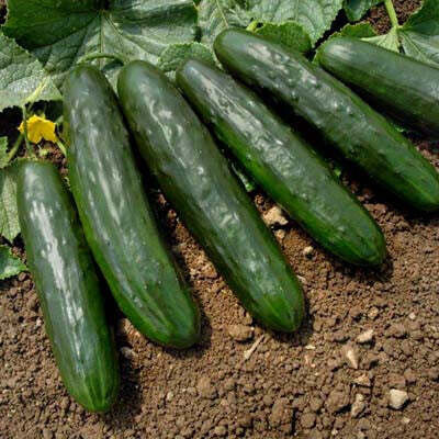 Cucumber - Slicing