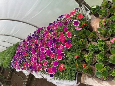 Frost mixed  Petunia&#39;s