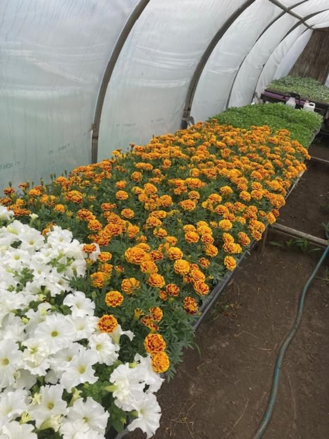 Mixed Color Marigolds