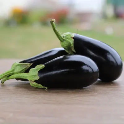 Eggplant