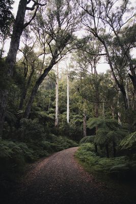 Native Trees