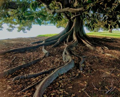 Fig Trees (Ficus)