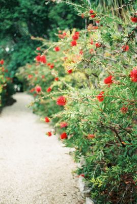 Shrubs, Hedges or Small Trees