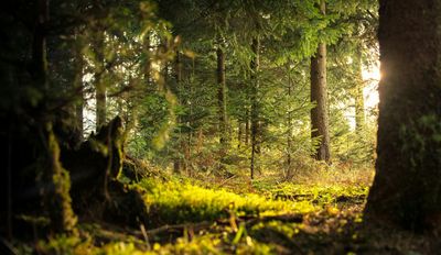 Conifers, Pines and Cypress