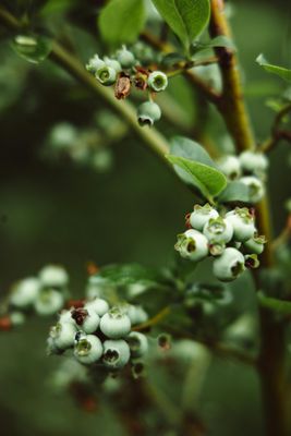 Bushtucker