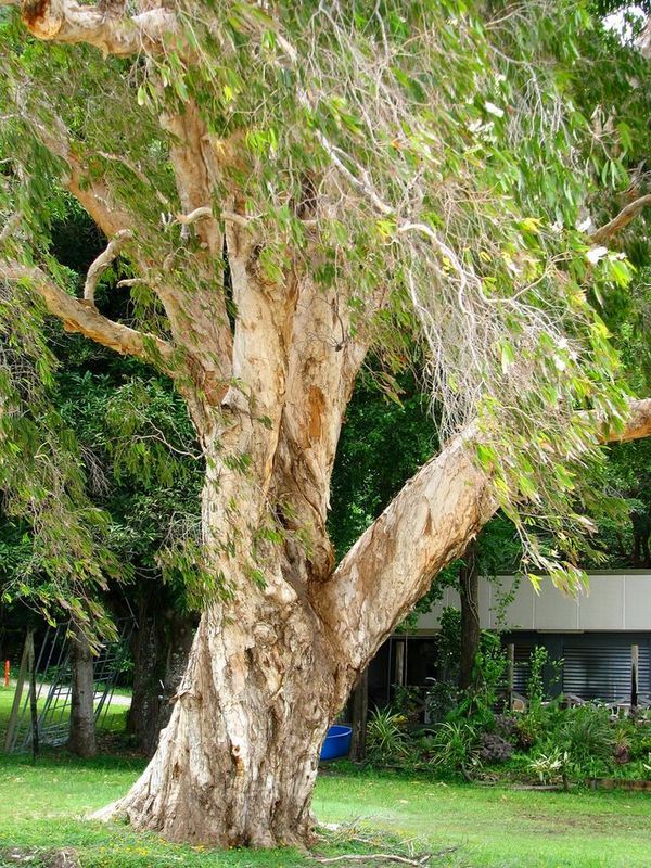 Weeping Paperbark (Melaleuca leucadendra) 200mm