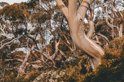 Gum Trees