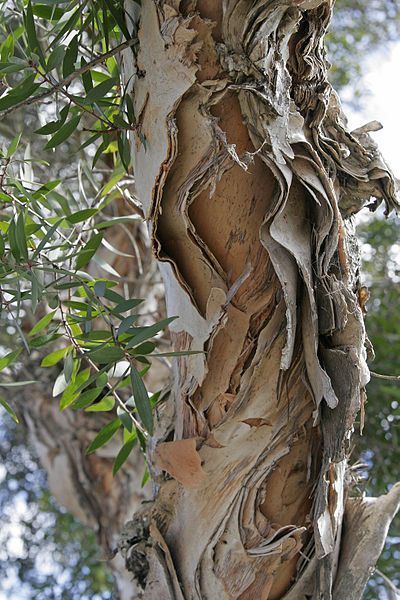 Broad-Leaved Paperbark (Melaleuca quinquenervia) 200mm