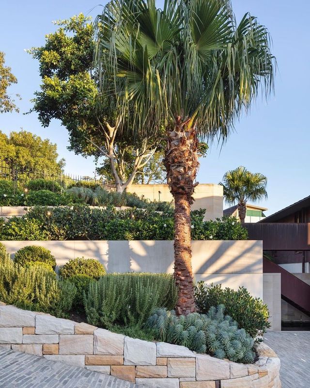 Cabbage Palm - ( Livistona australis) 200mm