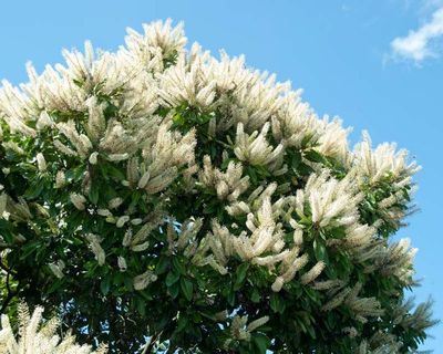 Flowering Trees