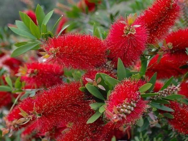 Callistemon Endeavour - 200mm