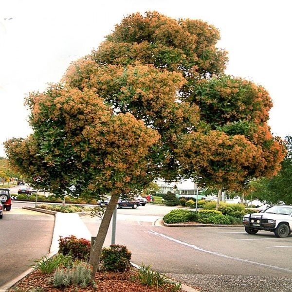 Acmena hemilampra - Blush Satinash - 200mm