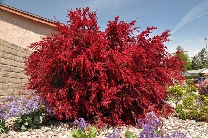 Burgundy Queen - Leptospermum - Tea Tree - 200mm