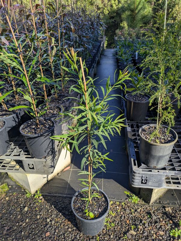 Callistemon Wilderness Red - 200mm