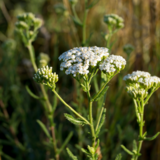 ACHILLEA e. idroalcolico BIO 100 ml