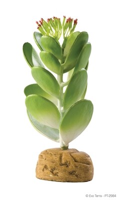Exo Terra Jade Cactus -V