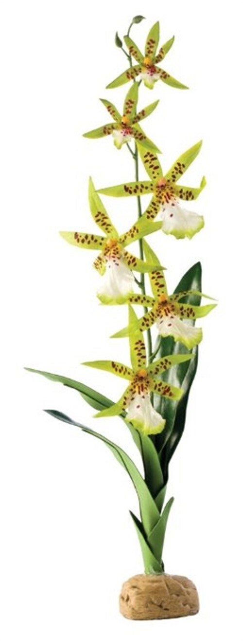 Exo Terra Spider Orchid-V