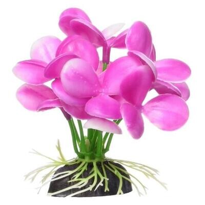 Marina Betta Plants Pink Orchid