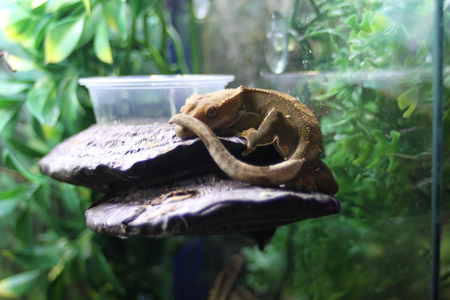 Crested Gecko - Fancy