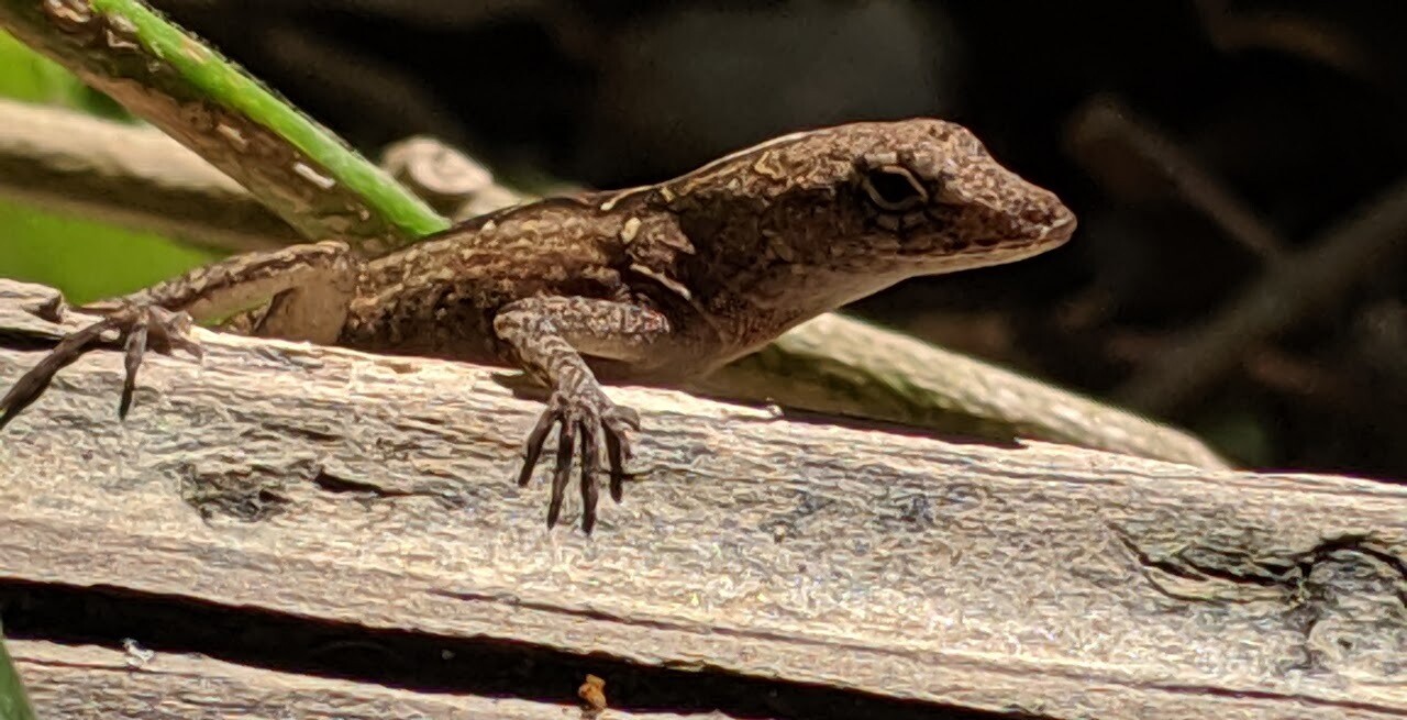 Brown Anole
