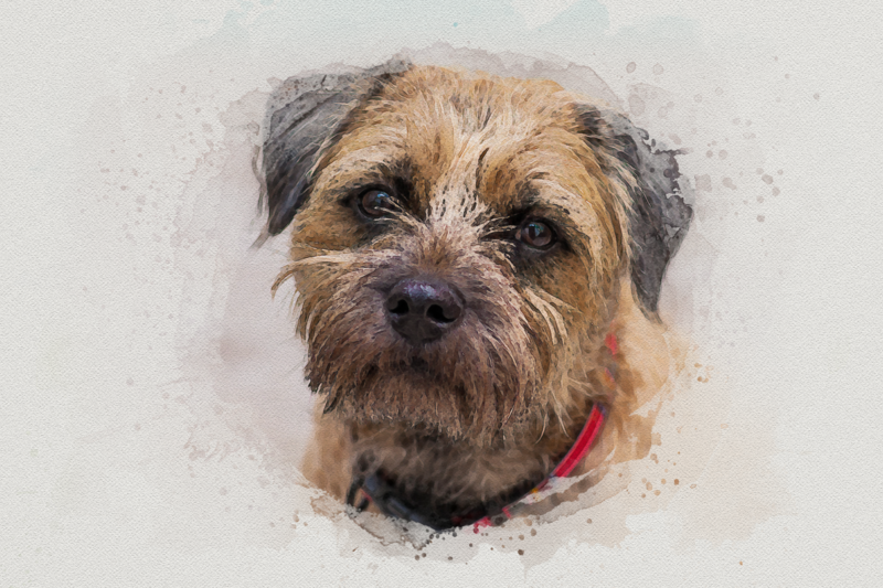Border Terrier Print