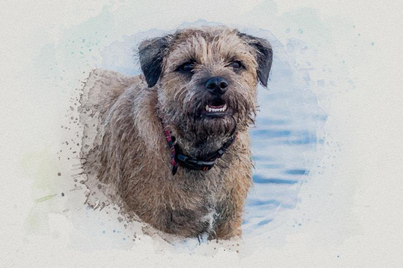 Border Terrier Print