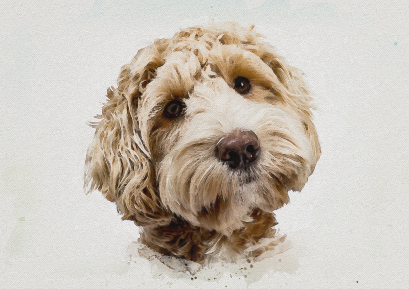 Cockapoo Print