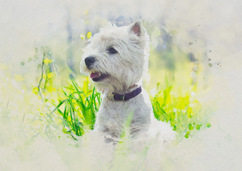 West Highland Terrier Print