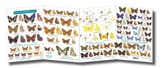 FSC Guide: Butterflies (Fold-Out ID Chart)