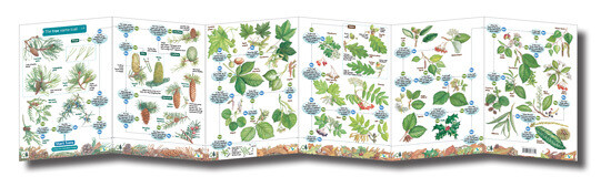 FSC Guide: Tree Name Trail (Fold-Out ID Chart)