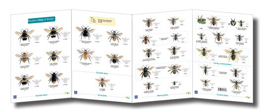 FSC Guide: Bees (Fold-Out ID Chart)