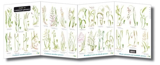 FSC Guide: Grasses (Fold-Out ID Chart)