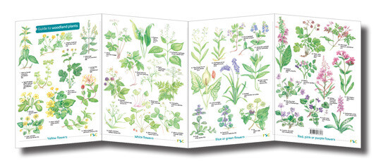 FSC Guide: Woodland Plants (Fold-Out ID Chart)