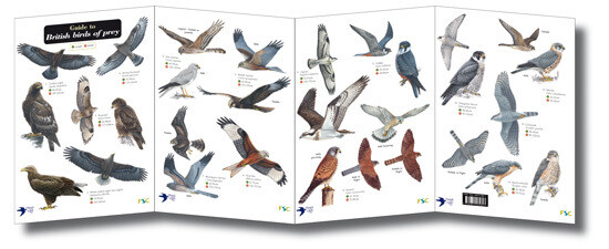 FSC Guide: Birds of Prey (Fold-Out ID Chart)