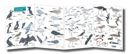 FSC Guide: Summer Coastal Birds (Fold-Out ID Chart)