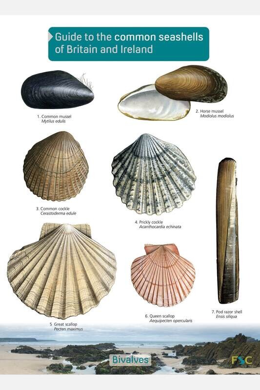 FSC Guide: Common Seashells (Fold-Out ID Chart)