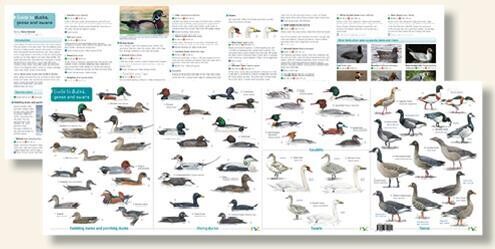 FSC Guide: Ducks, Geese and Swans (Fold-Out ID Chart)