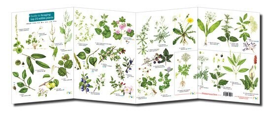 FSC Guide: Foraging (Fold-Out ID Chart)