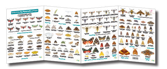 FSC Guide: Day-flying Moths of Britain (Fold-Out ID Chart)