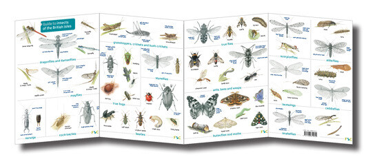 FSC Guide: Insects (Fold-Out ID Chart)