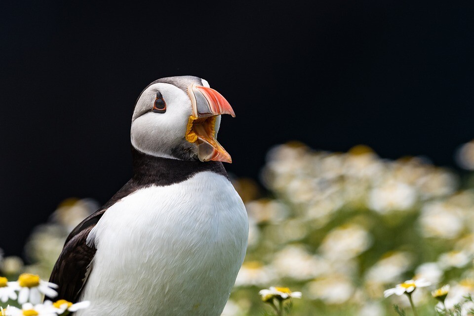 Wildlife Adoption Pack: Protect A Puffin