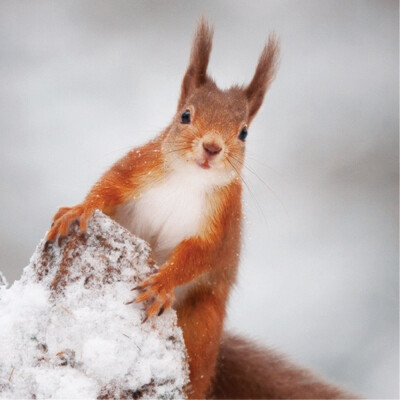 Wildlife Adoptions