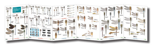 FSC Guide: Dragonflies &amp; Damselflies (Fold-Out ID Chart)