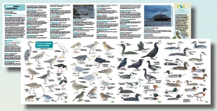FSC Guide: Winter Coastal Birds (Fold-Out ID Chart)