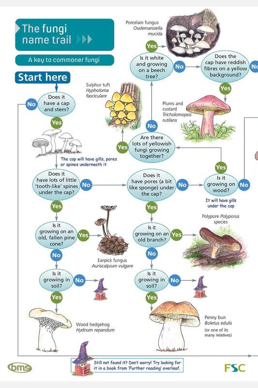 FSC Guide: Fungi Name Trail (Fold-Out ID Chart)