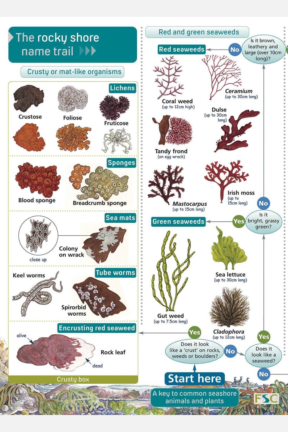 FSC Guide: Rocky Shore Name Trail (Fold-Out ID Chart)