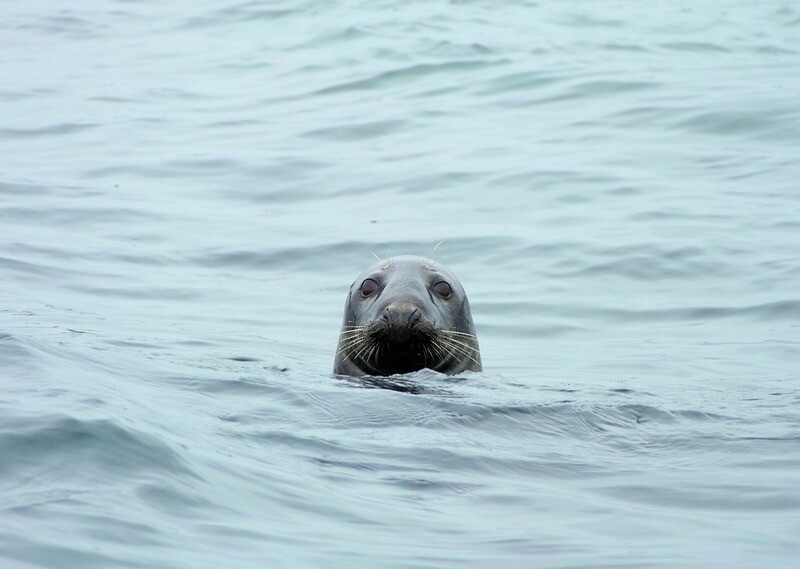 Wildlife Adoption Pack: Save A Seal