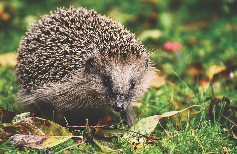 Wildlife Adoption Pack: Help a Hedgehog