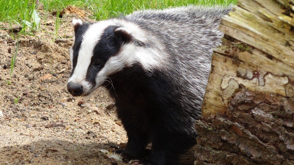 Wildlife Adoption Pack: Befriend a Badger