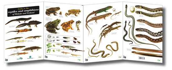 FSC Guide: Reptiles &amp; Amphibians (Fold-Out ID Chart)